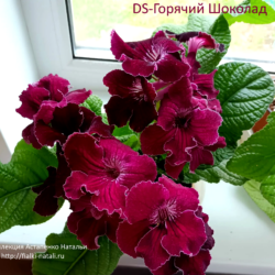 DS-Горячий Шоколад  476   (П.Еникеев)