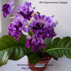 ОИ-Чернильное Сердце (О. Сачок)