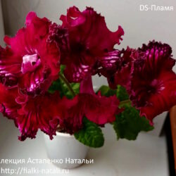 DS-Пламя (Dimetris)