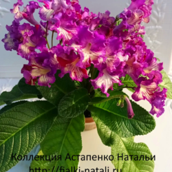 DS-Попугайчик (Dimetris)