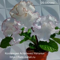 DS-Облака (Dimetris)