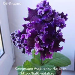 DS-Индиго (Dimetris)