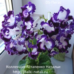 DS-Пегас (Dimetris)