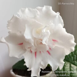 DS-Pannochka (Dimetris)
