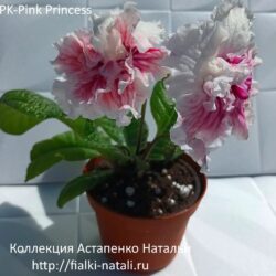 PK-Pink Princess (Клещыньски)